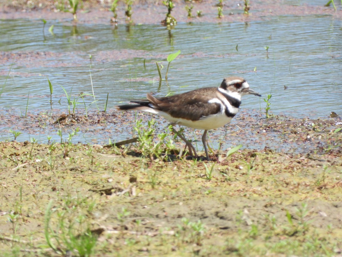 Killdeer - Serge Benoit