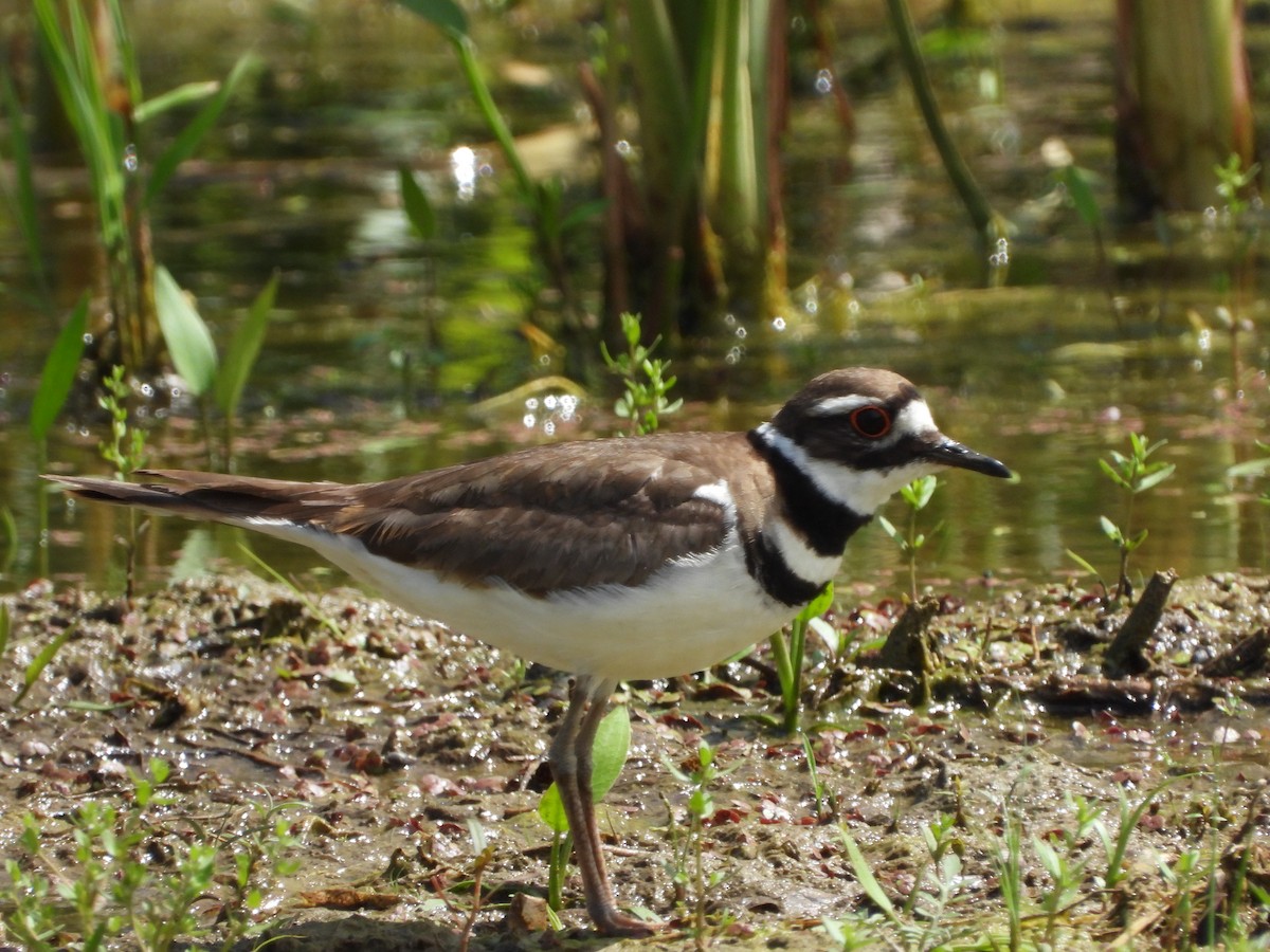 Killdeer - Serge Benoit