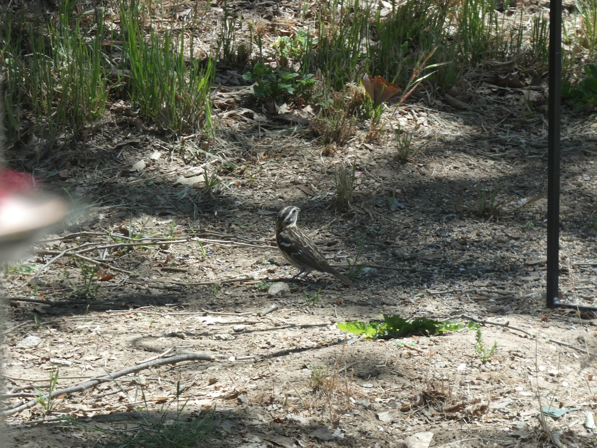 Lark Sparrow - Bruce Zanin