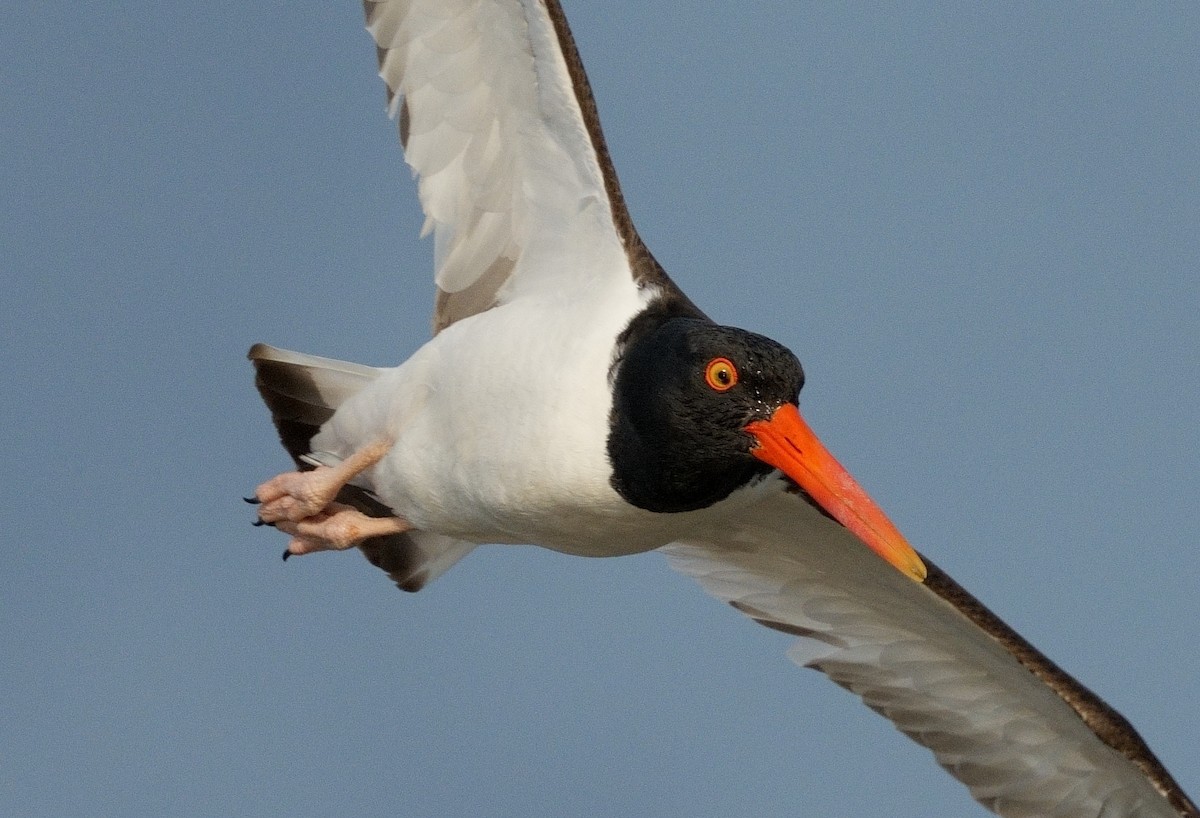 American Oystercatcher - Bill Thompson