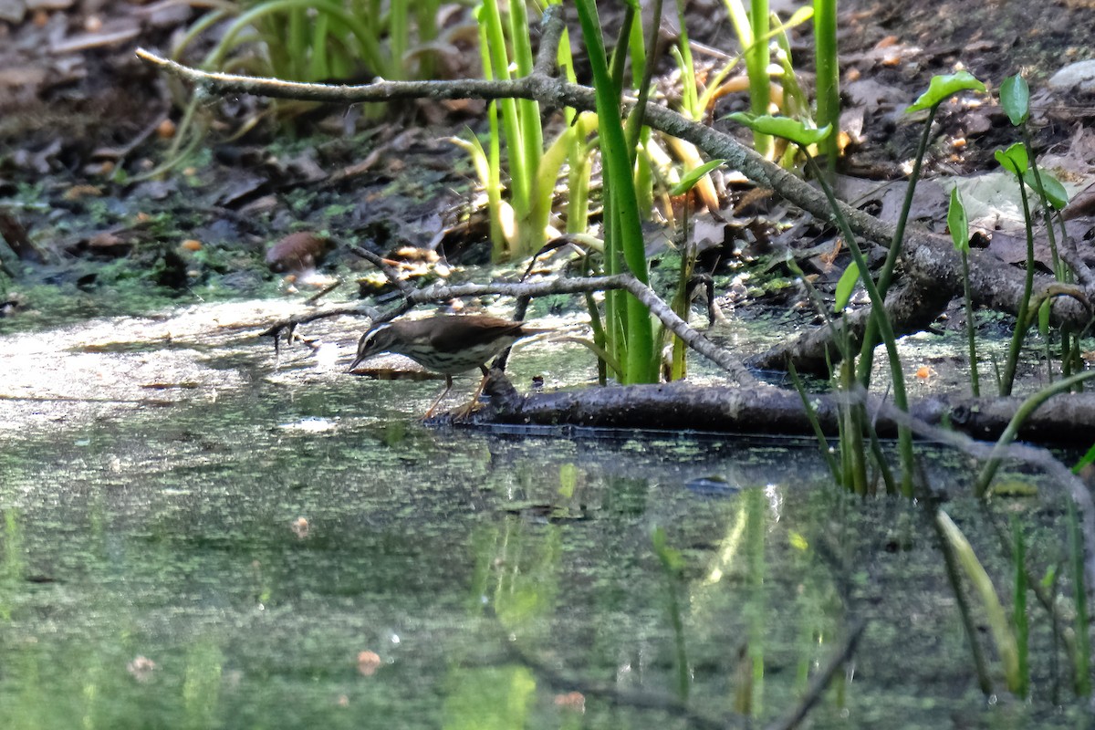 Louisiana Waterthrush - Cindy Gimbert