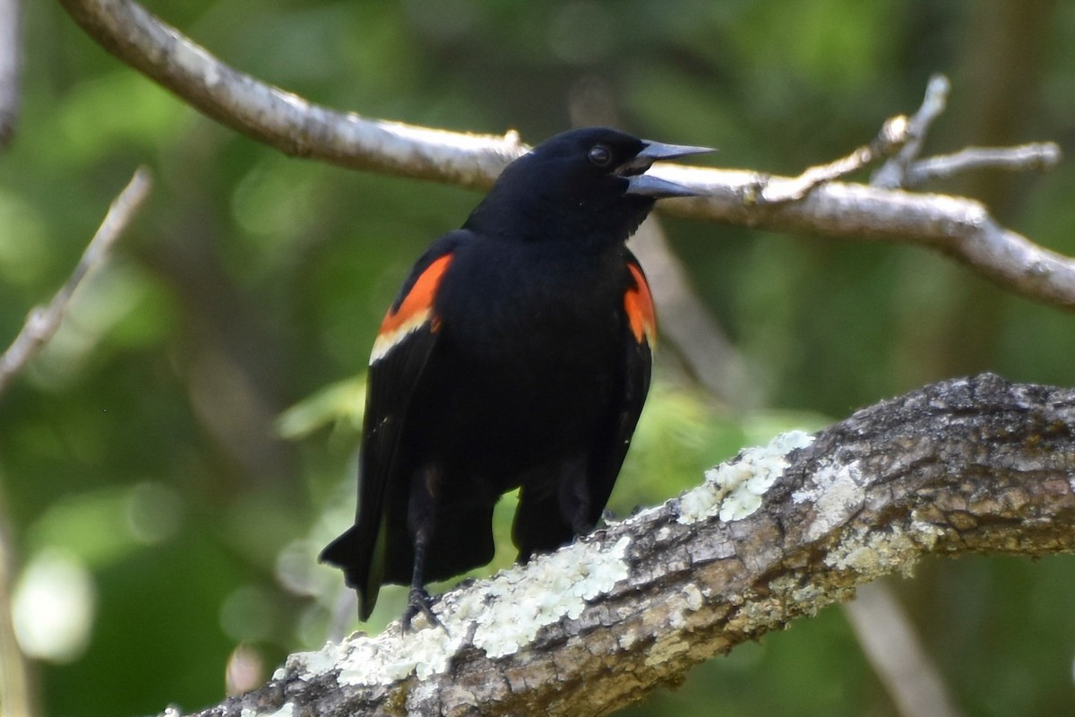 Red-winged Blackbird - Amanda Davis