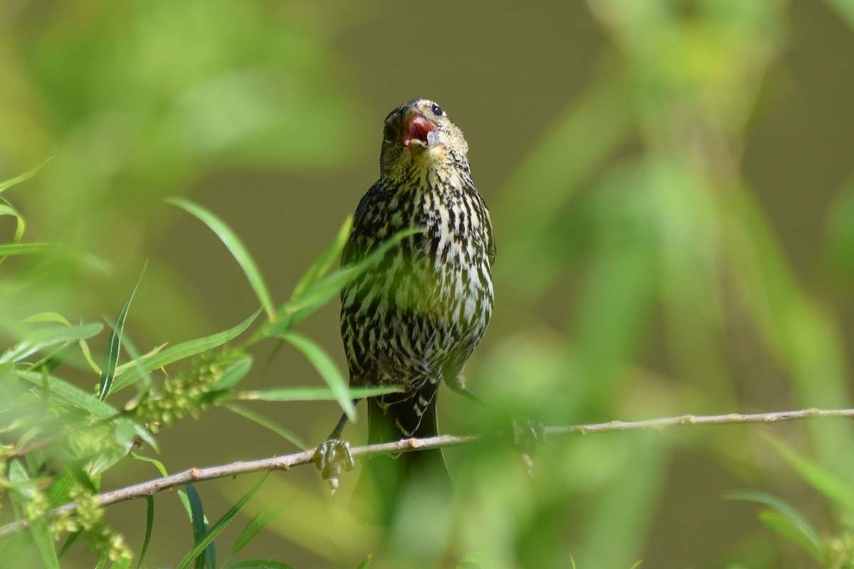 Red-winged Blackbird - Amanda Davis