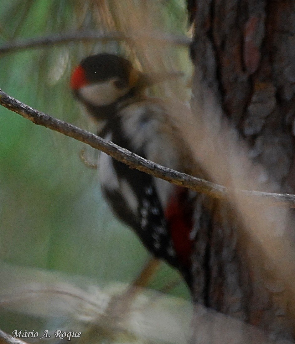 Great Spotted Woodpecker - Mário Roque