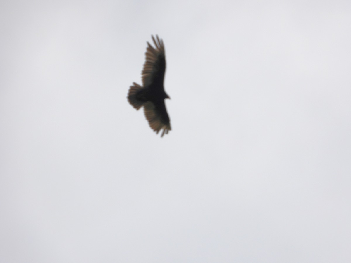 Turkey Vulture - Serge Benoit