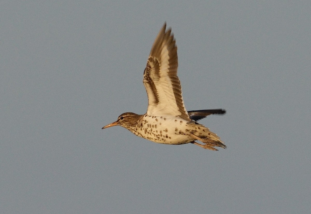 Spotted Sandpiper - Bill Thompson