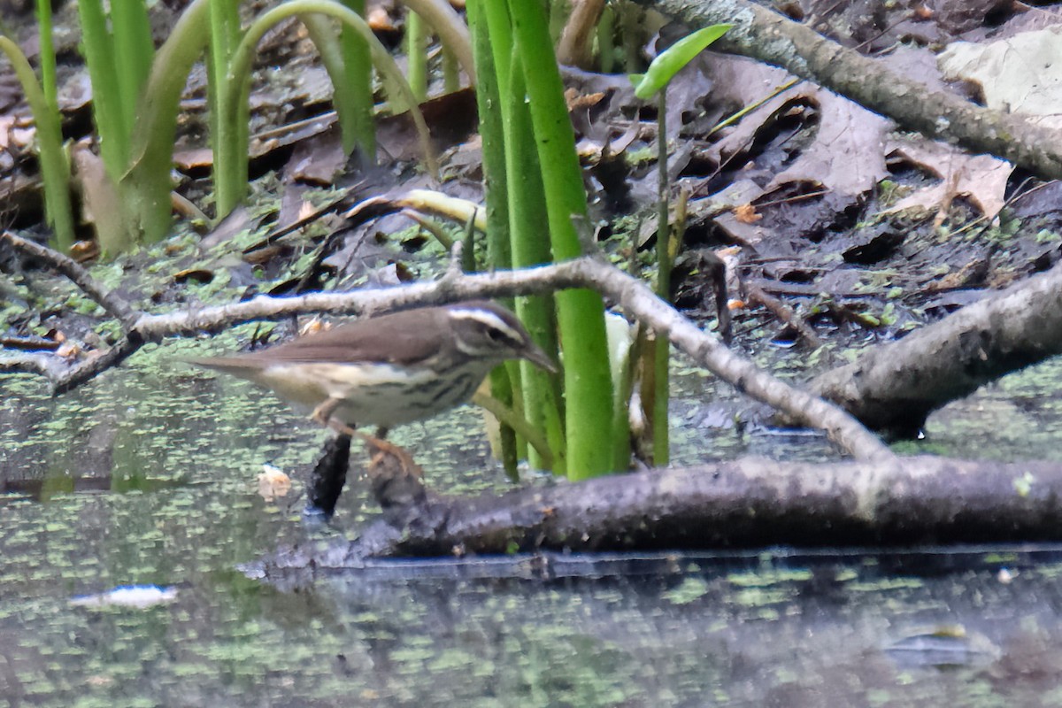 Louisiana Waterthrush - Cindy Gimbert