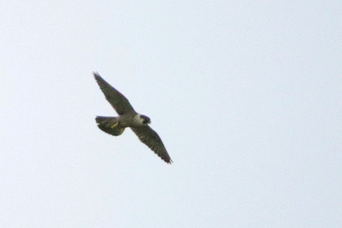 Peregrine Falcon - Louise Courtemanche 🦅