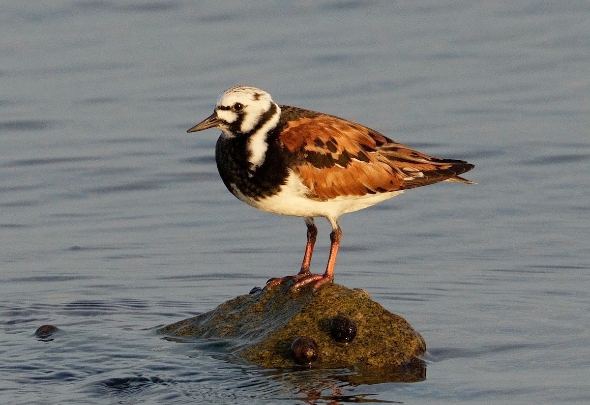 Ruddy Turnstone - Bill Thompson