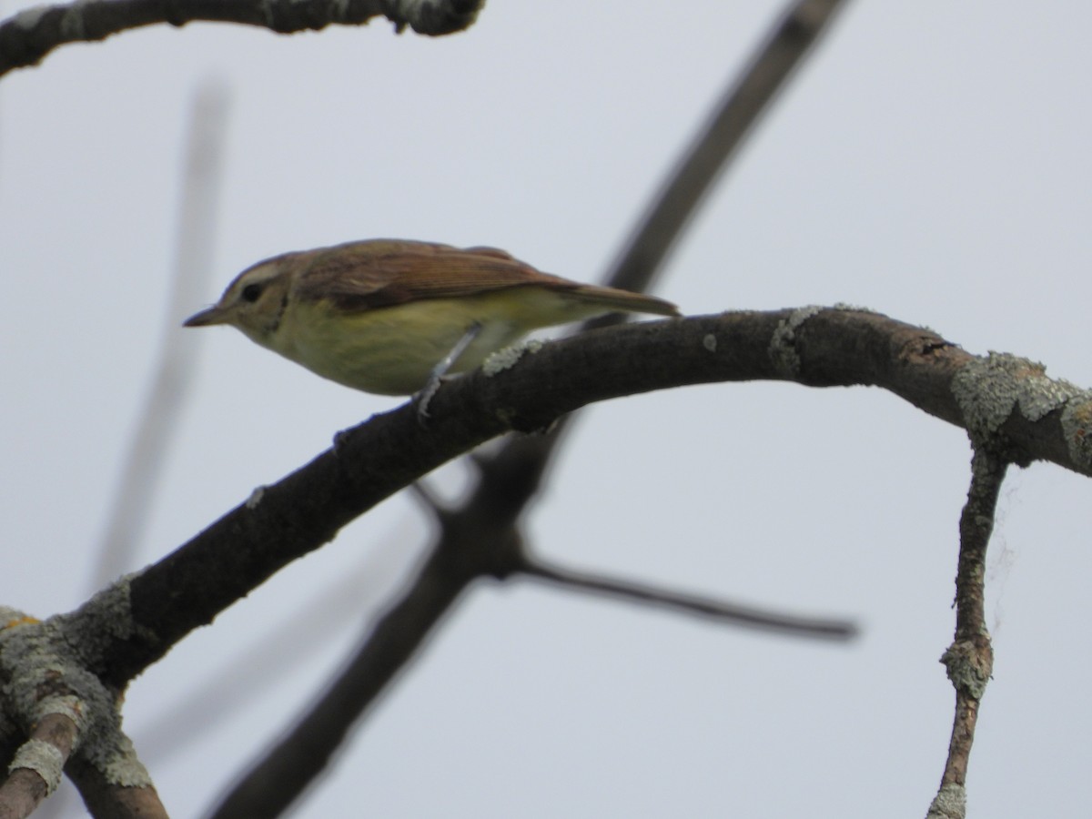 Warbling Vireo - Serge Benoit