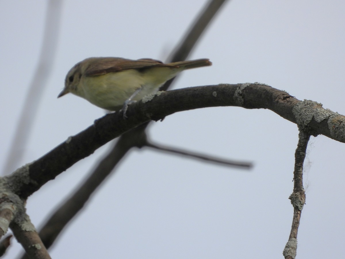 Warbling Vireo - Serge Benoit