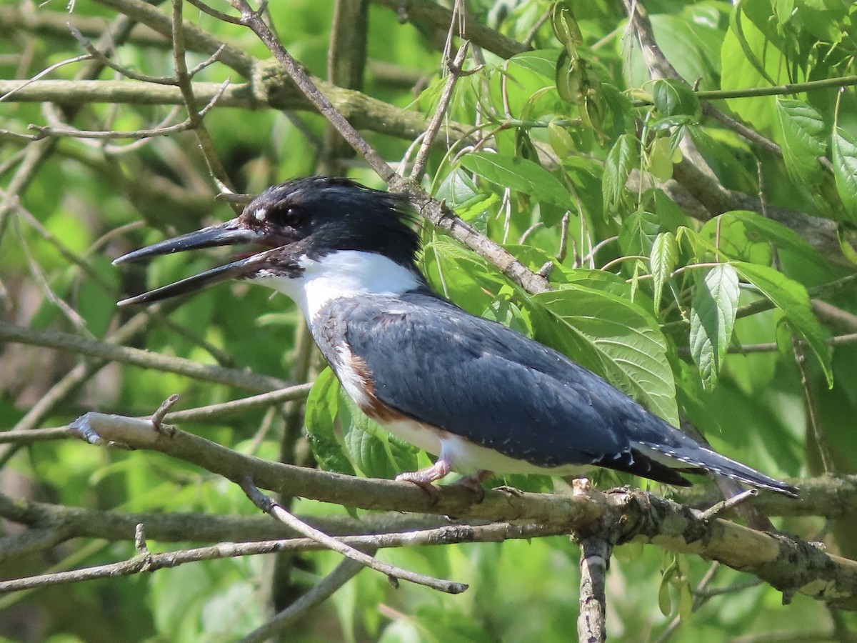 Belted Kingfisher - Beth Daugherty