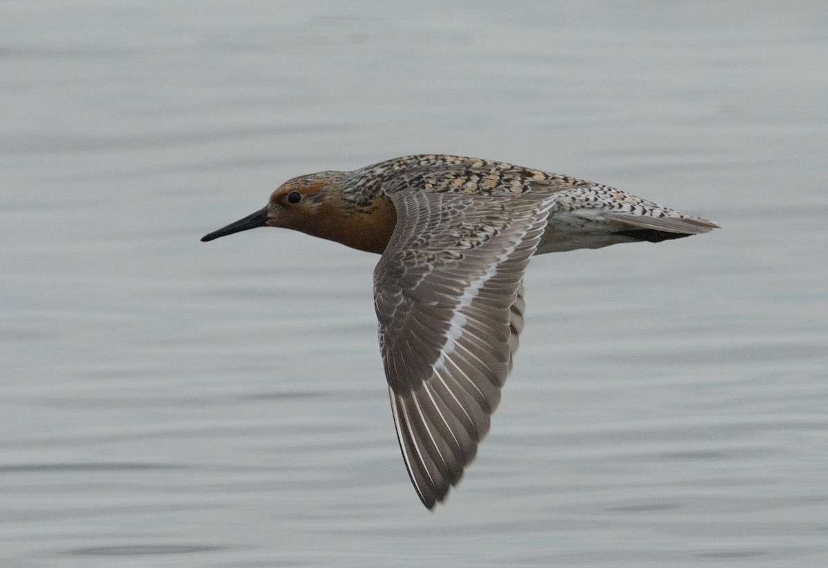 Red Knot - Bill Thompson