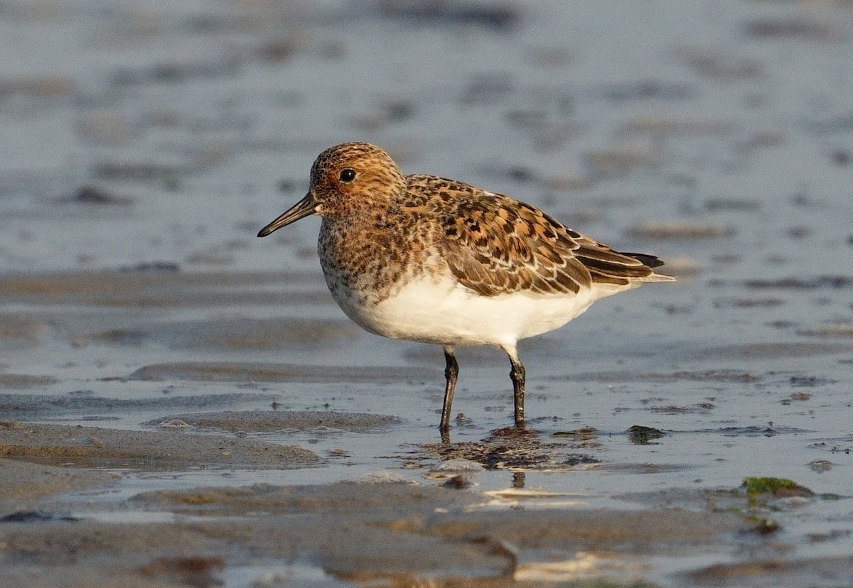 Sanderling - Bill Thompson