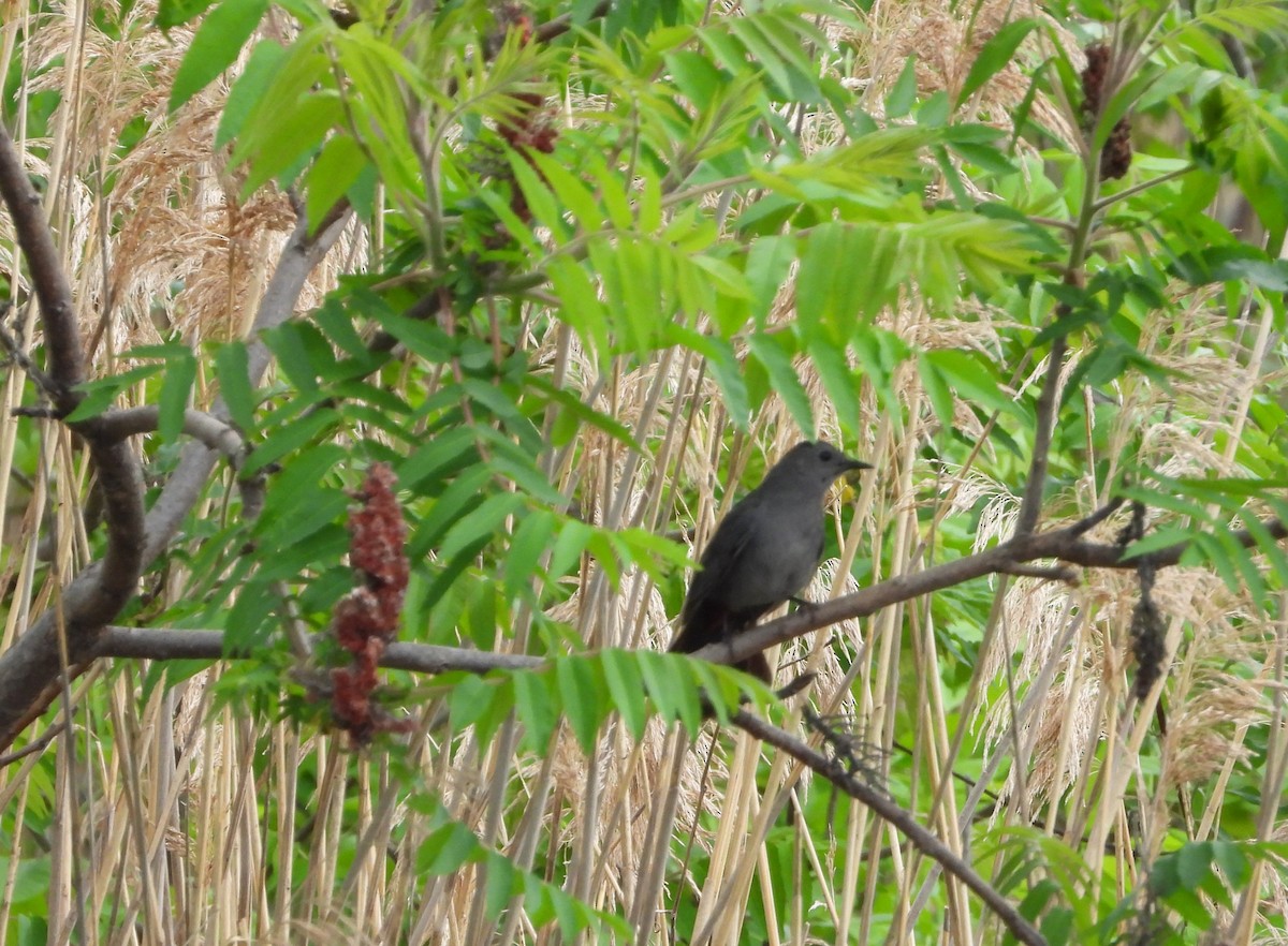 Gray Catbird - ML619497254