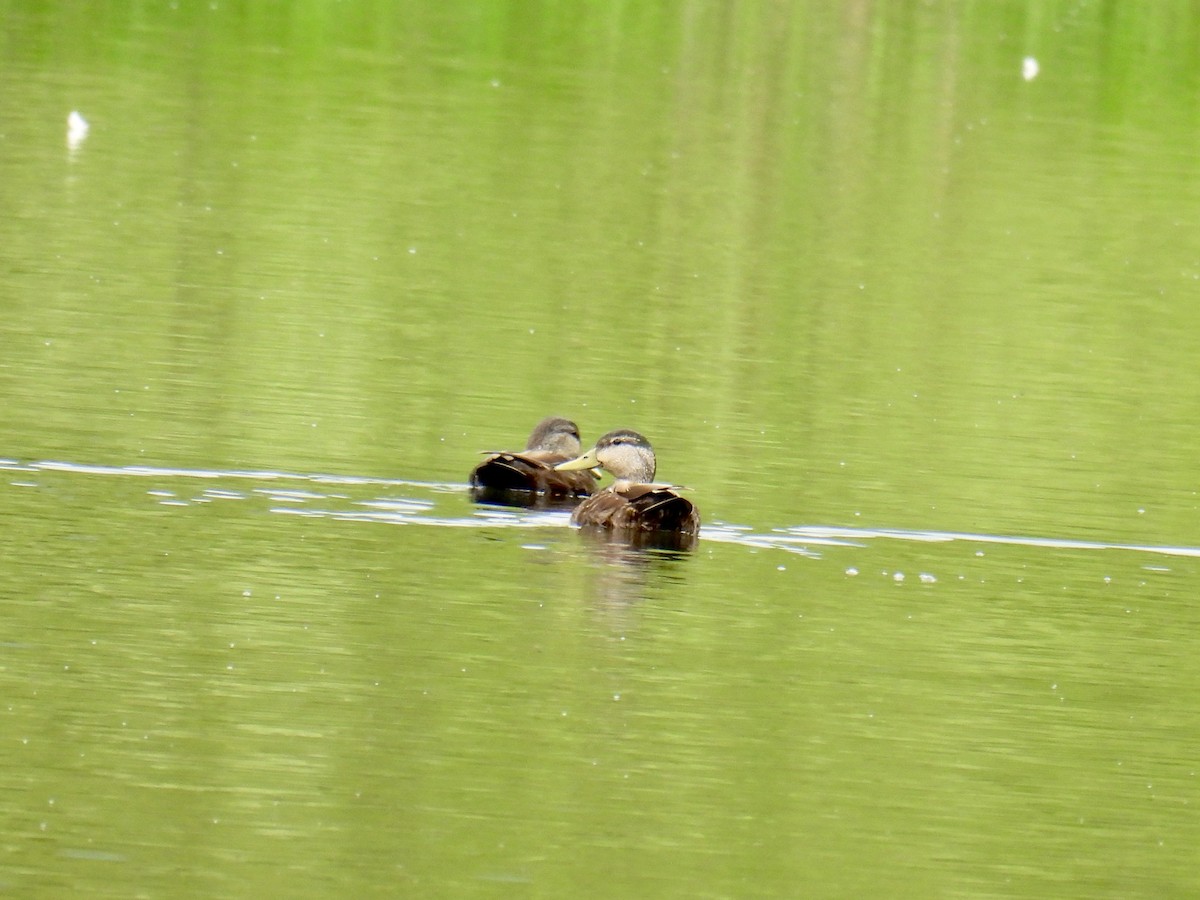 American Black Duck - Jeanne Tucker