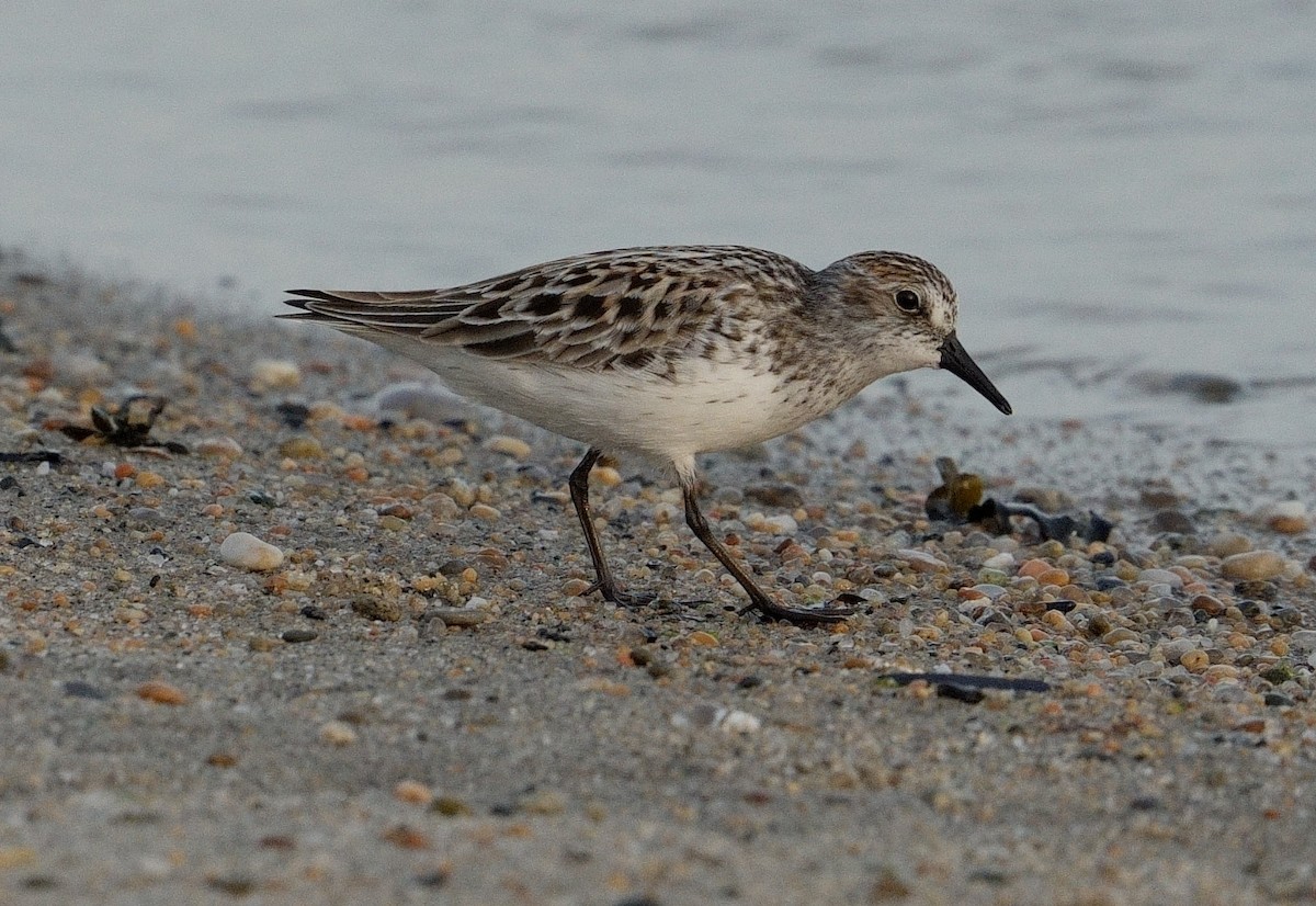 Semipalmated Sandpiper - Bill Thompson