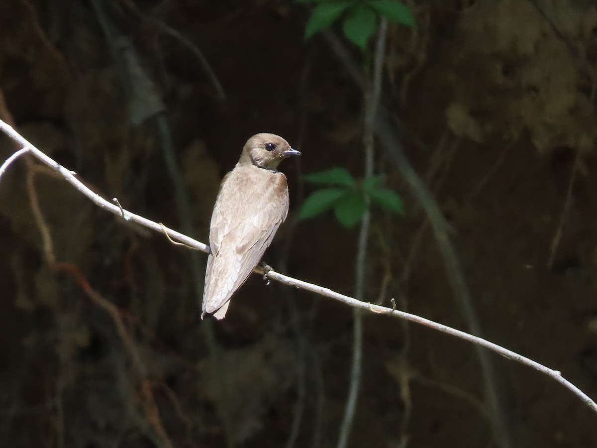 Northern Rough-winged Swallow - Beth Daugherty