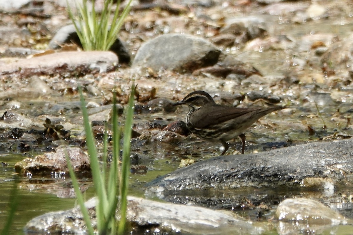 Northern Waterthrush - Sara Griffith