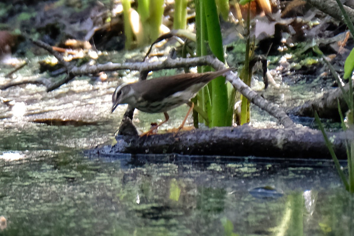 Louisiana Waterthrush - Cindy Gimbert