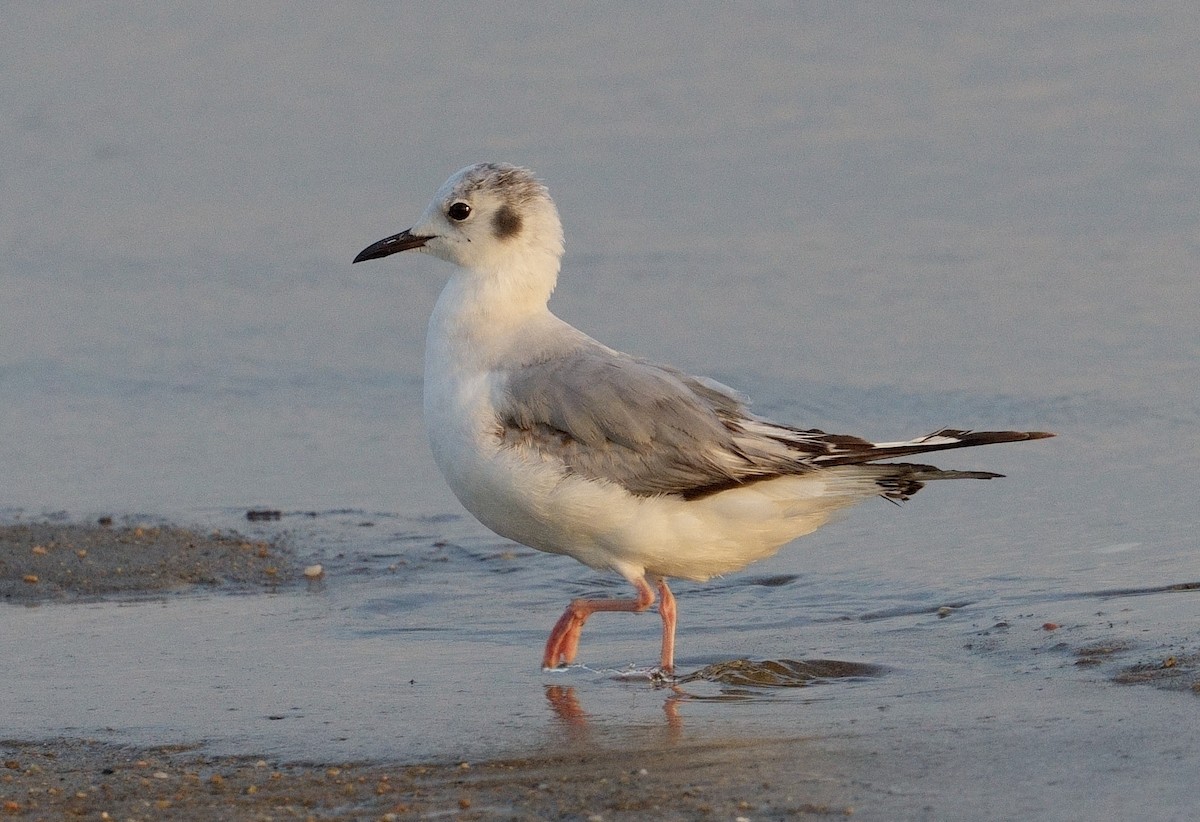 Bonaparte's Gull - Bill Thompson