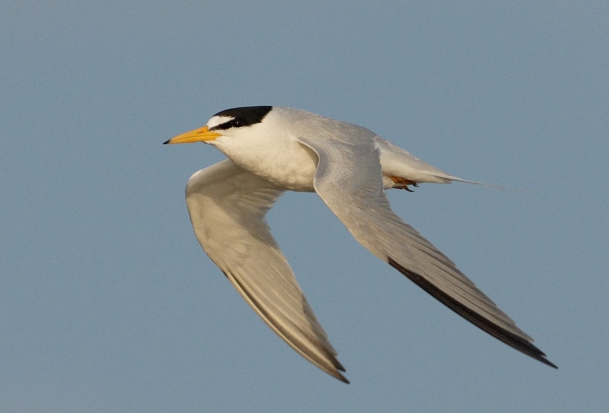 Least Tern - Bill Thompson