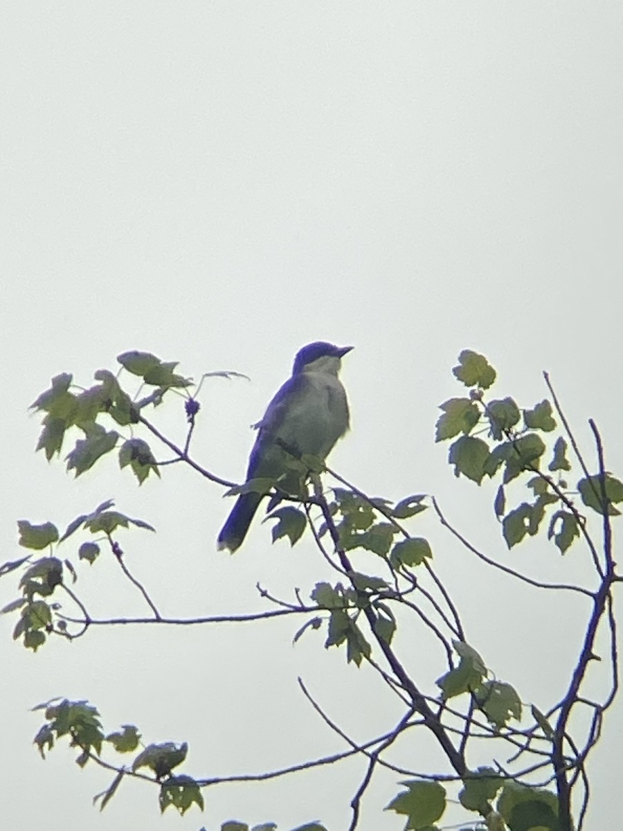 Eastern Kingbird - ML619497271