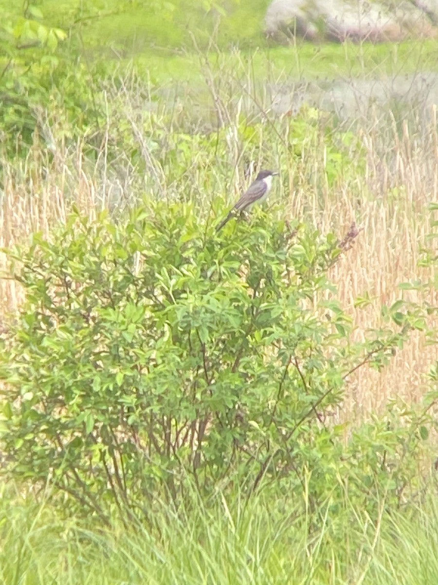 Eastern Kingbird - ML619497272