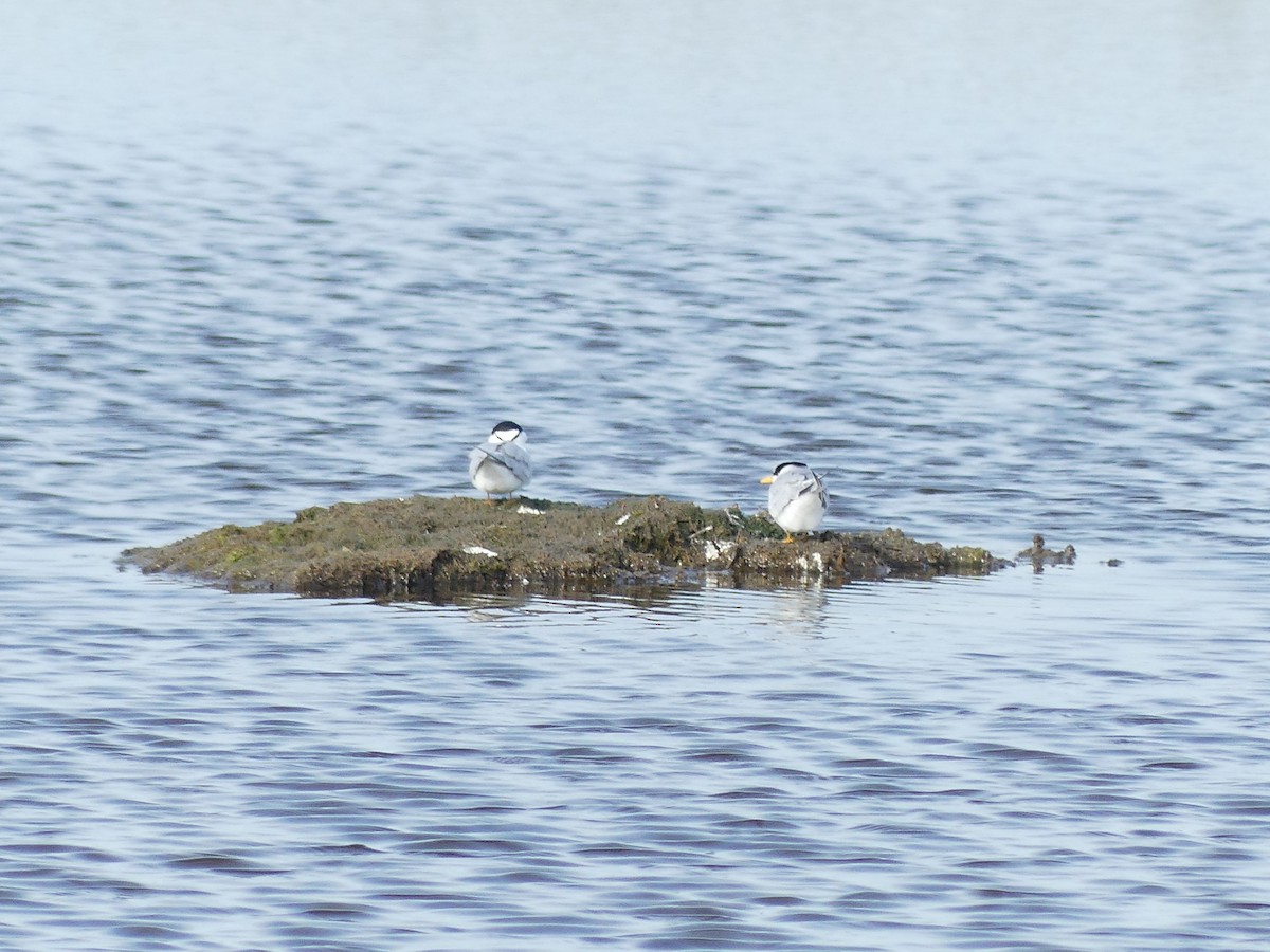 Least Tern - Jim Guion