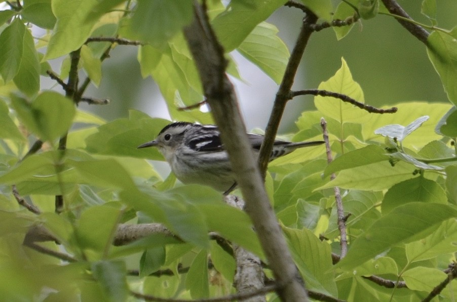 Black-and-white Warbler - Beth Daugherty