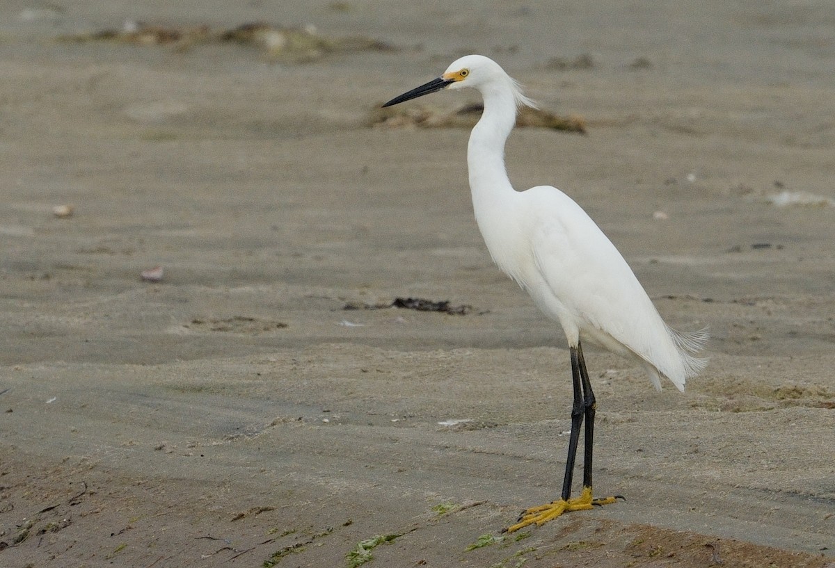 Snowy Egret - Bill Thompson