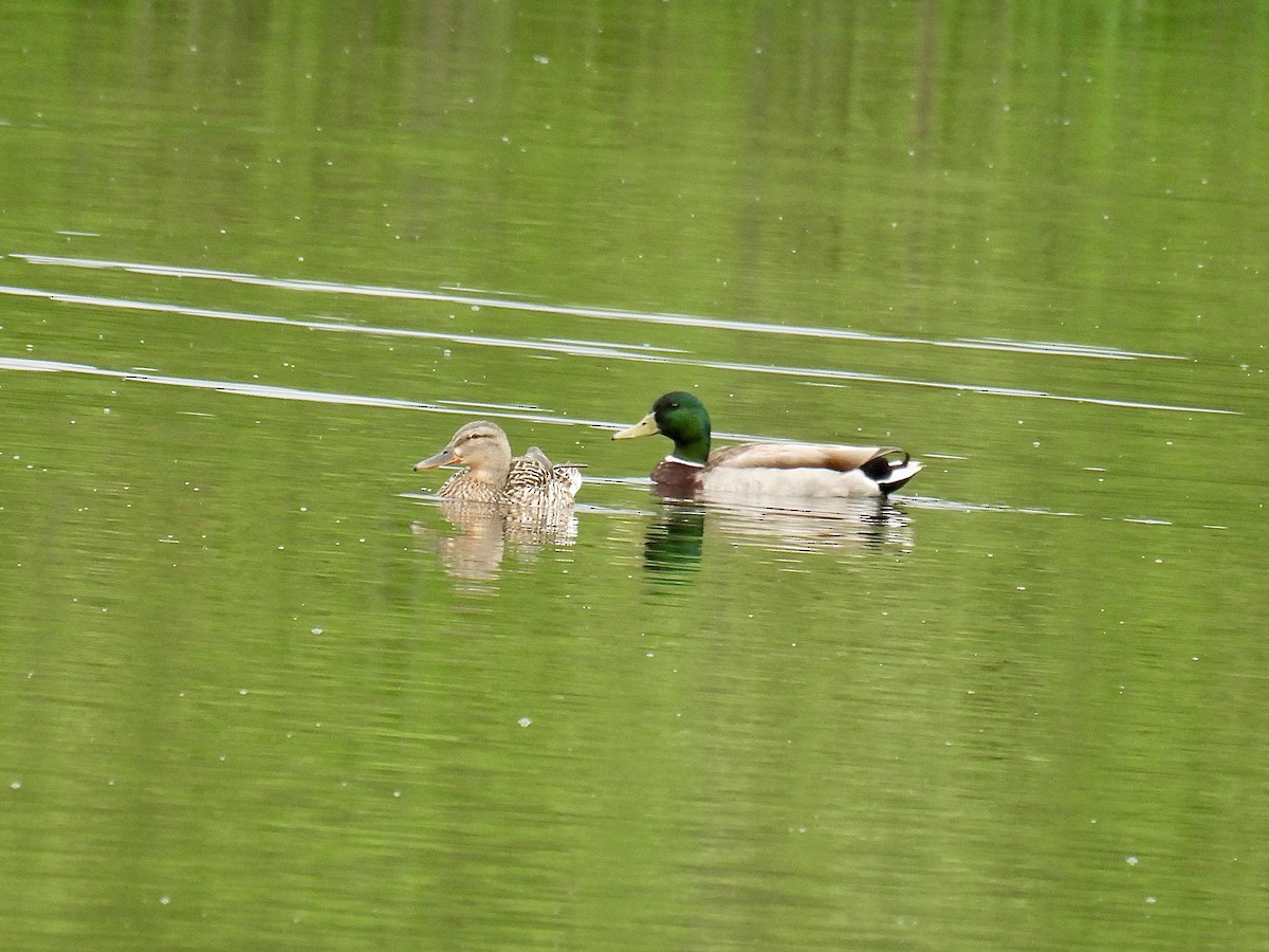 Mallard - Jeanne Tucker