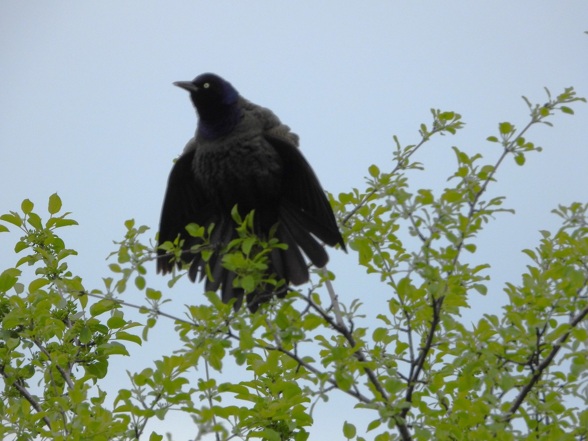 Common Grackle - Serge Benoit