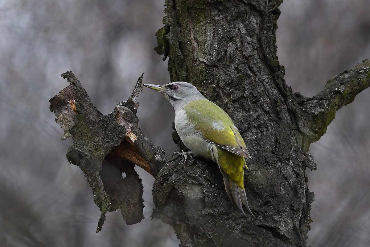 Gray-headed Woodpecker - Oleksandr Nastachenko