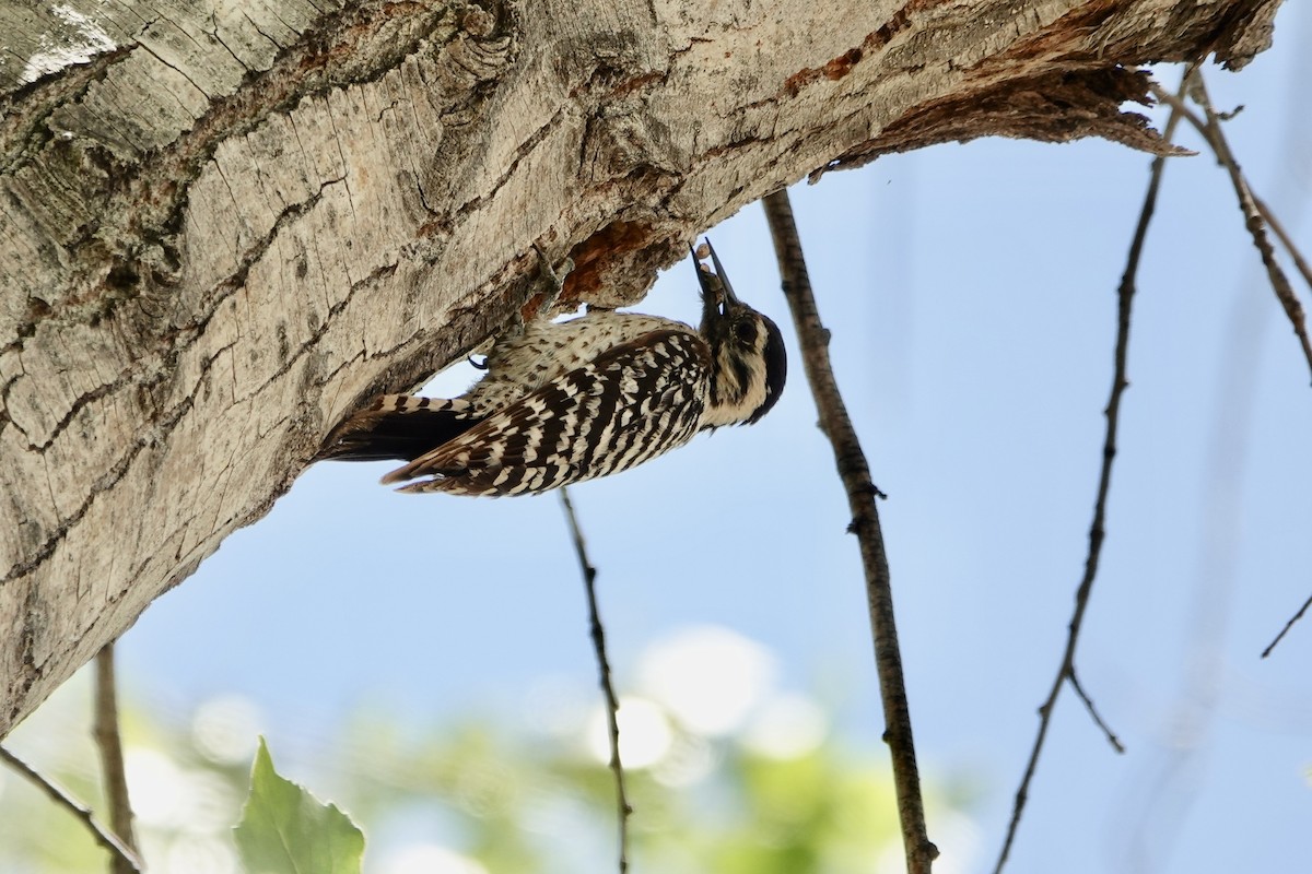 Ladder-backed Woodpecker - Sara Griffith