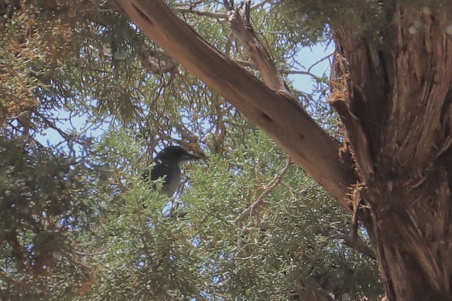 Woodhouse's Scrub-Jay - JoAnn Dalley