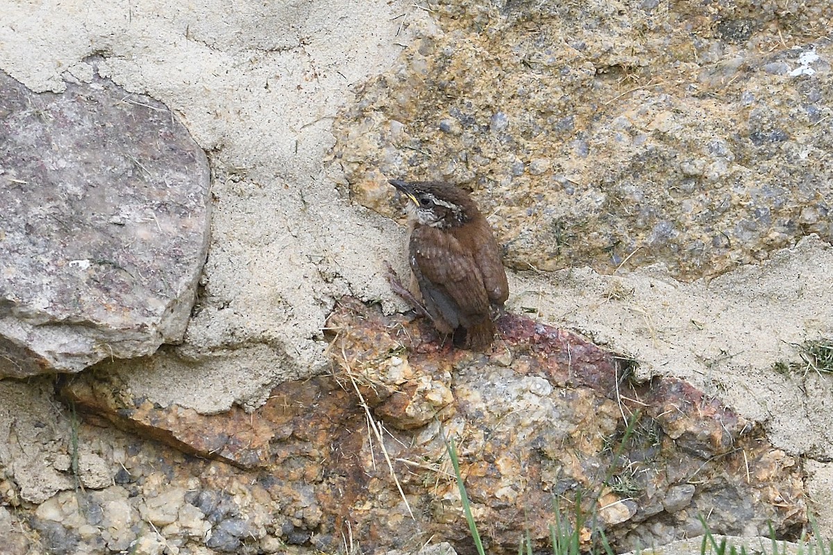 Carolina Wren - Barry Blust