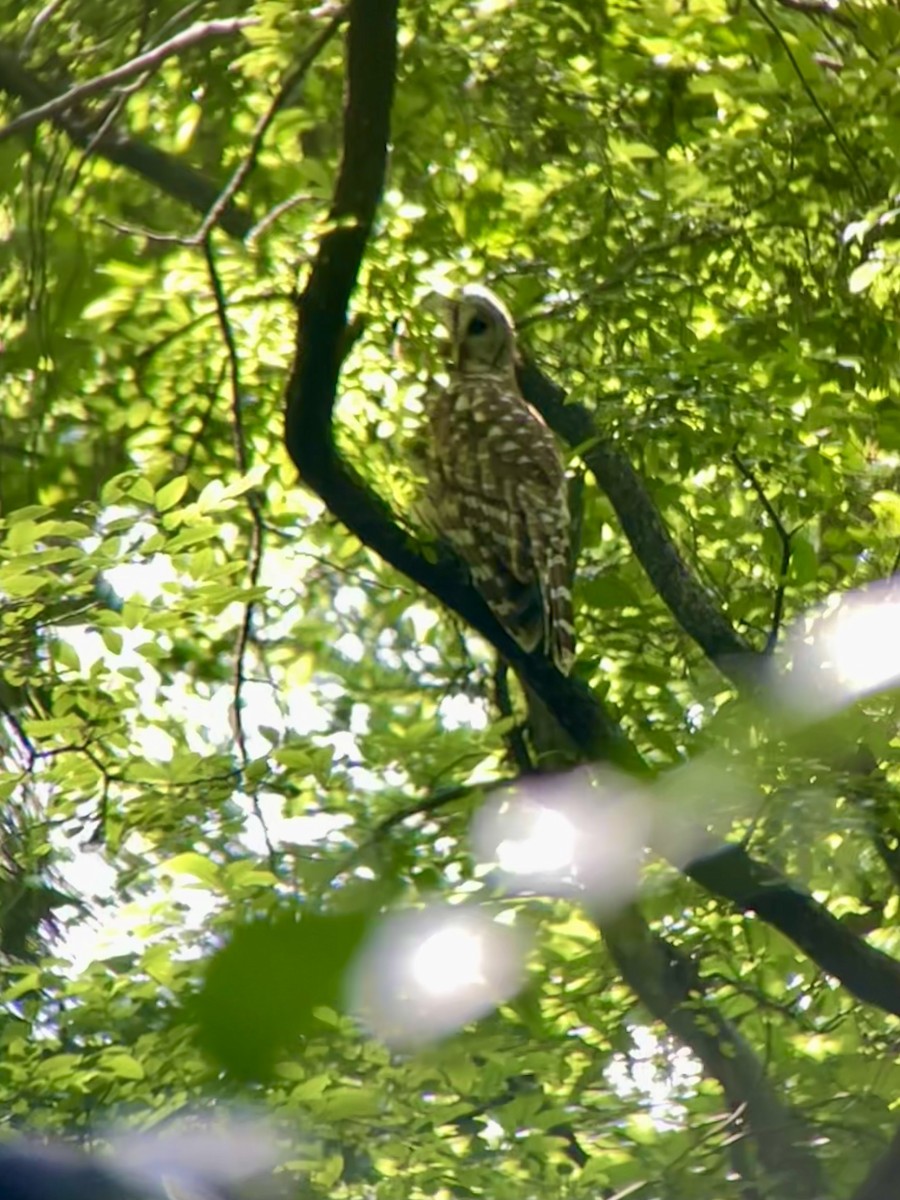 Barred Owl - Kyle Hanson