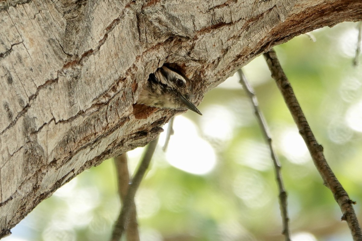 Ladder-backed Woodpecker - Sara Griffith