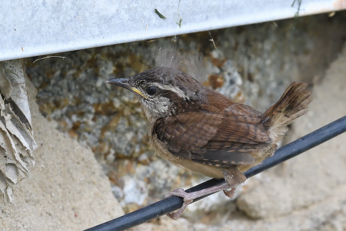 Carolina Wren - Barry Blust