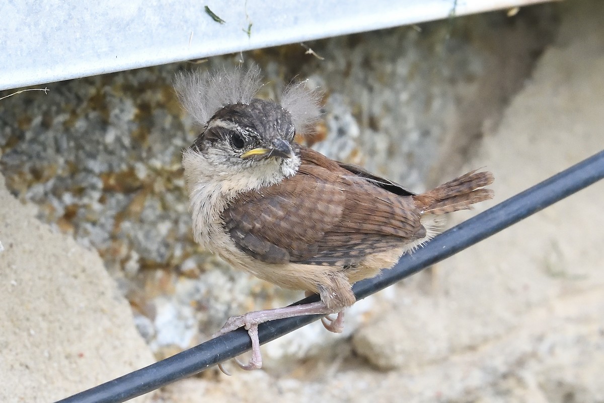 Carolina Wren - Barry Blust