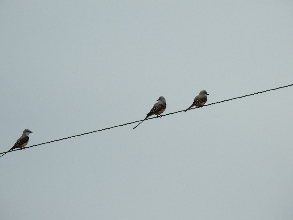 Scissor-tailed Flycatcher - Leslie Jenkins