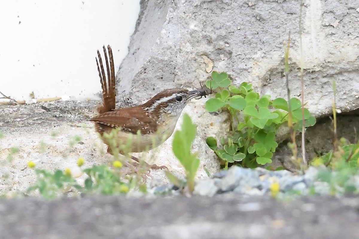 Carolina Wren - Barry Blust