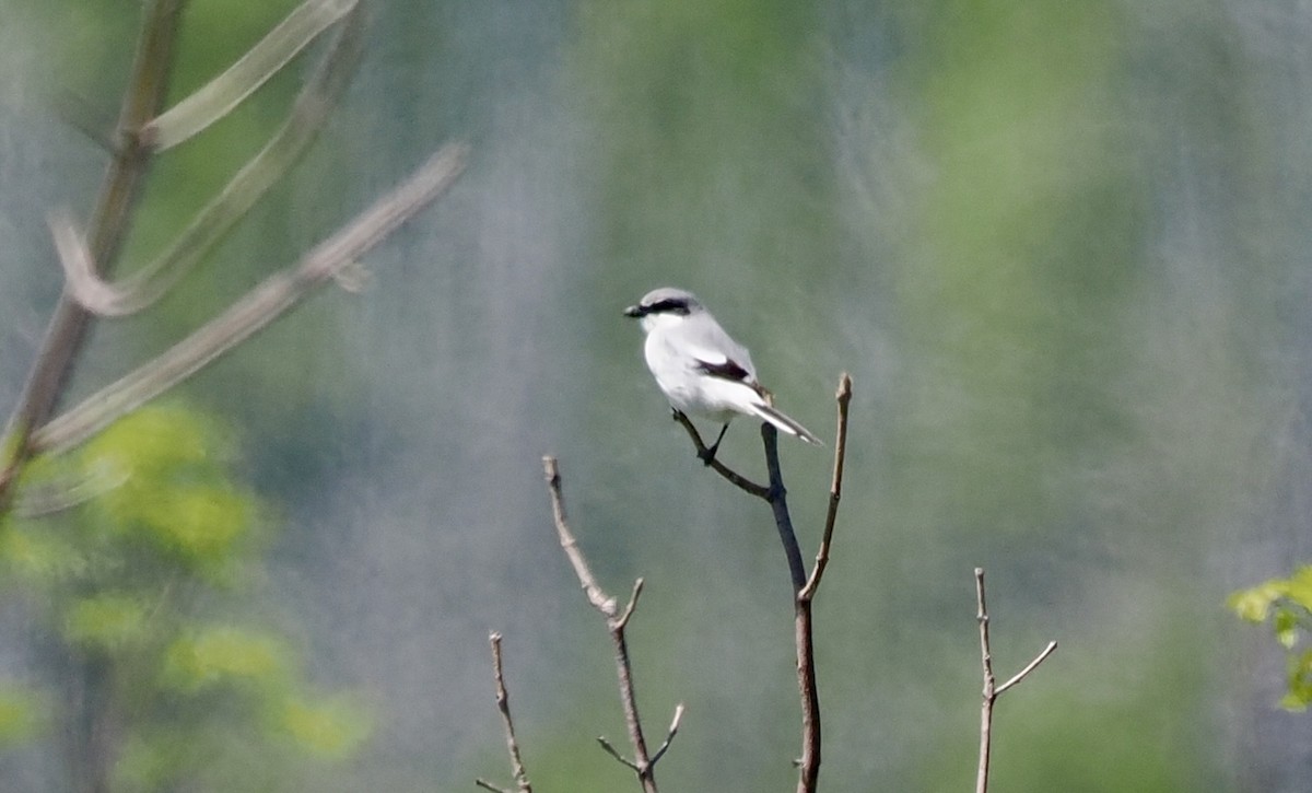 Loggerhead Shrike - Bob & Anne-Marie Taylor