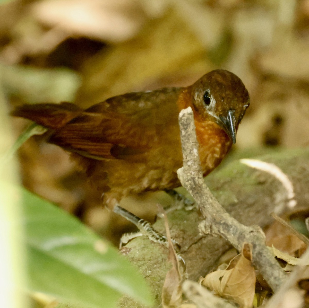 Ruddy Foliage-gleaner - Kay Simmons