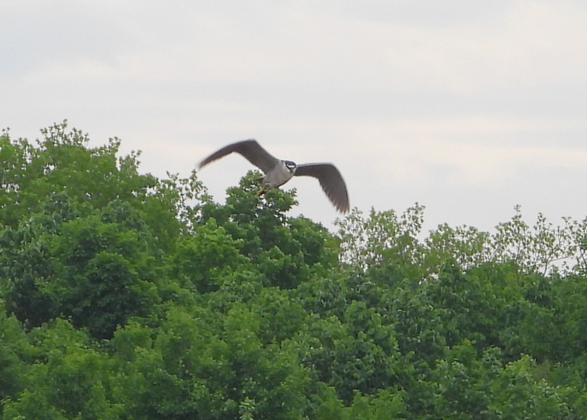 Black-crowned Night Heron - Serge Benoit