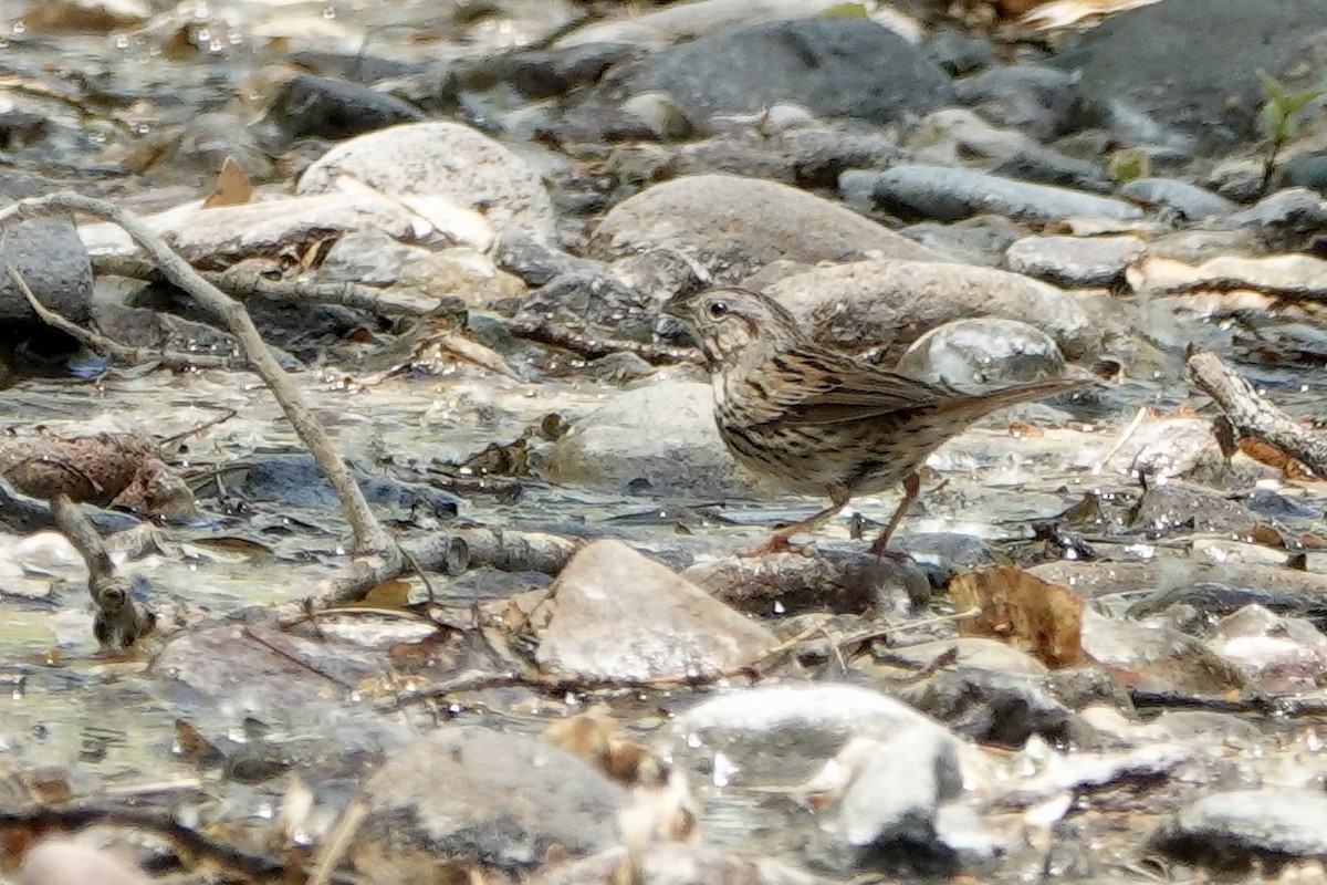 Lincoln's Sparrow - Sara Griffith