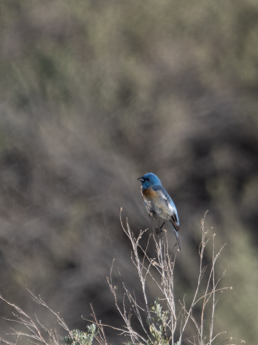 Lazuli Bunting - Stephen Tarnowski