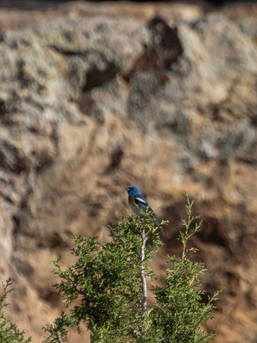 Lazuli Bunting - Stephen Tarnowski