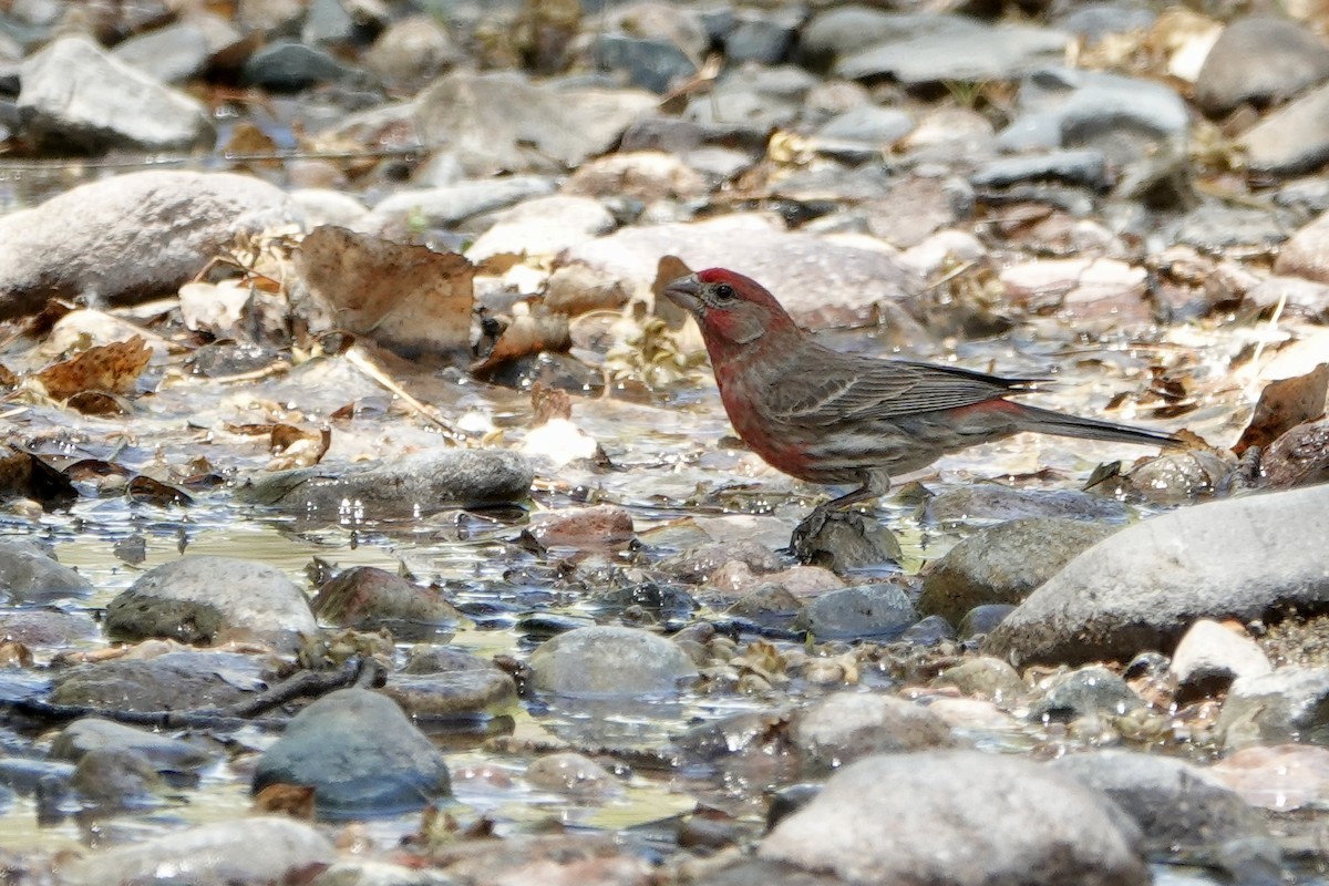 House Finch - Sara Griffith